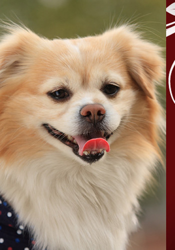 太阳成集团tyc7111cc-新疆:新疆两市场入选农产品示范市场(图1) 太阳成集团tyc7111cc