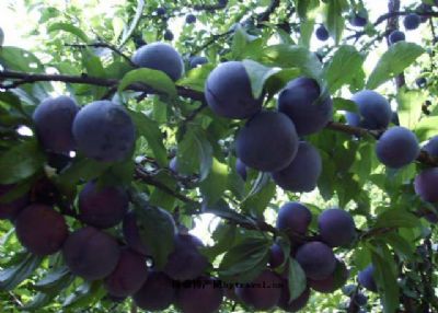 太阳成集团tyc7111cc_玉米收储制度改革须坚持市场化导向(图2) 太阳成集团tyc7111cc