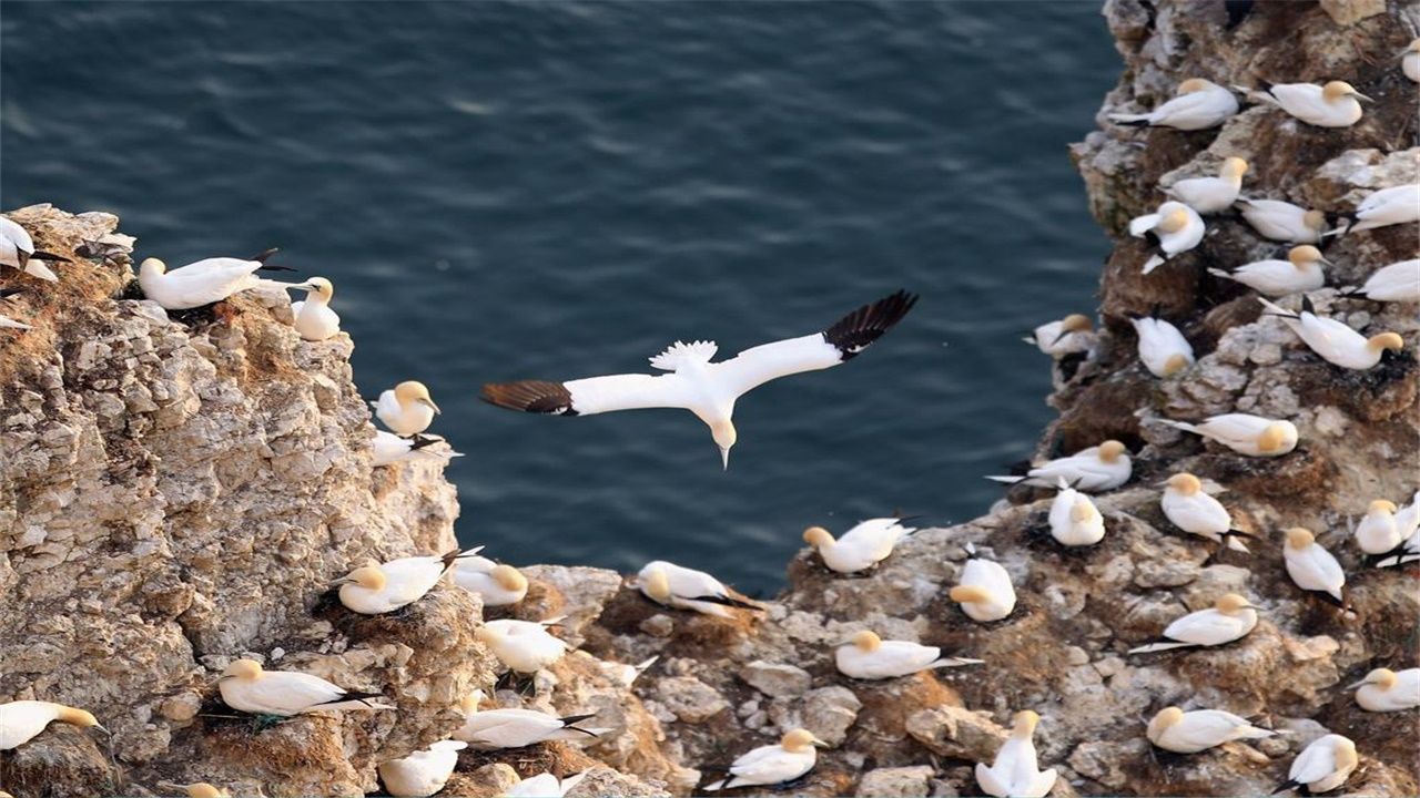 ‘太阳成集团tyc7111cc’栀子花有毒吗(图4) 太阳成集团tyc7111cc