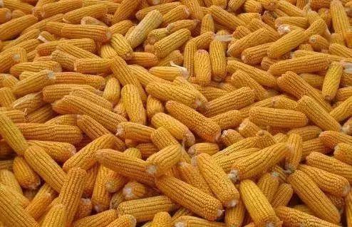 太阳成集团tyc7111cc